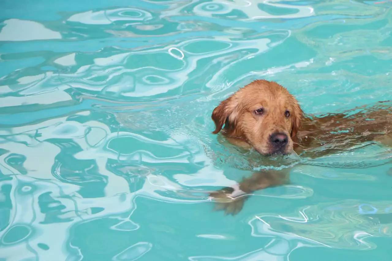 杏彩体育平台-南美游泳健将夺冠：泳池内展示最佳水平的简单介绍