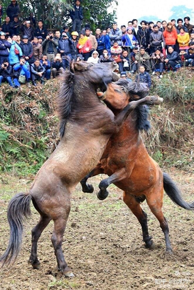 杏彩体育在线登录-赛马比赛激动人心，指尖搏击
